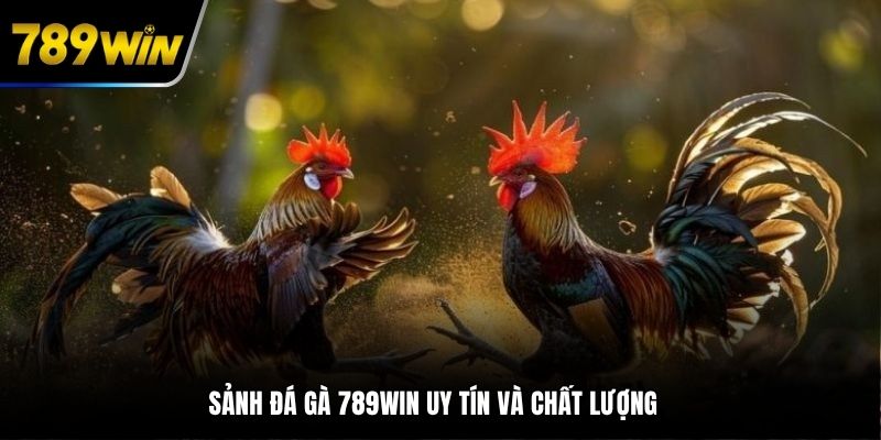 Sảnh đá gà 789WIN uy tín và chất lượng