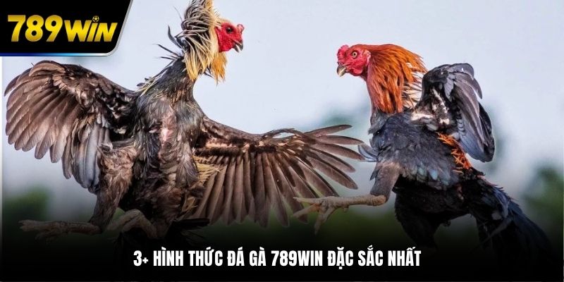 3+ hình thức đá gà 789WIN đặc sắc nhất