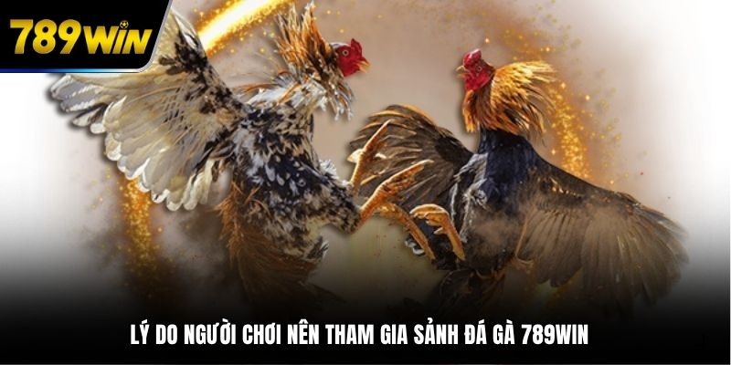Lý do người chơi nên tham gia sảnh đá gà 789WIN