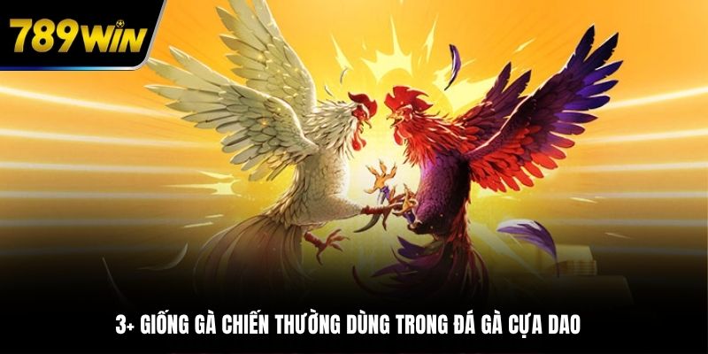 3+ giống gà chiến thường dùng trong đá gà cựa dao